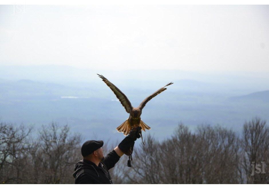 Démonstration de rapaces en vol libre