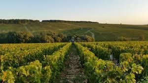 Visite de vignoble et atelier dégustation à l'aveugle